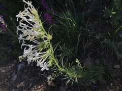 Ipomopsis aggregata candida