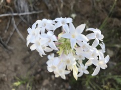 Ipomopsis aggregata candida