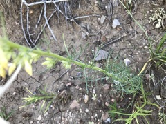 Ipomopsis aggregata candida