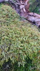 Entodon cladorrhizans