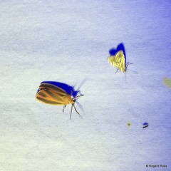Hypoprepia miniata