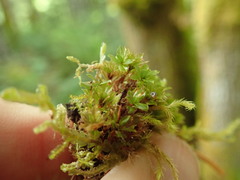 Mnium spinulosum