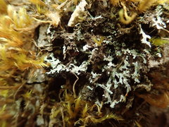Physconia americana