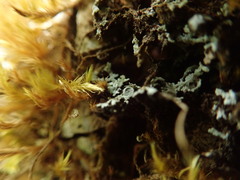 Physconia americana