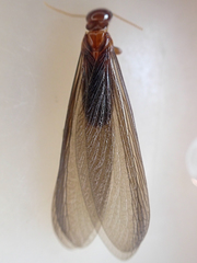 Zootermopsis nevadensis