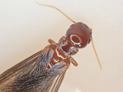 Zootermopsis nevadensis