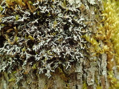 Physconia americana