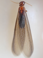 Zootermopsis nevadensis