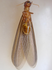 Zootermopsis nevadensis
