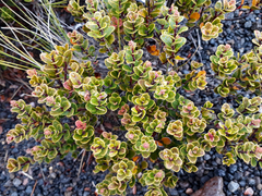 Gaultheria colensoi