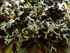 Physconia americana