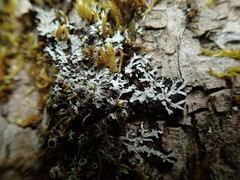 Physconia americana