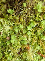 Plagiomnium venustum
