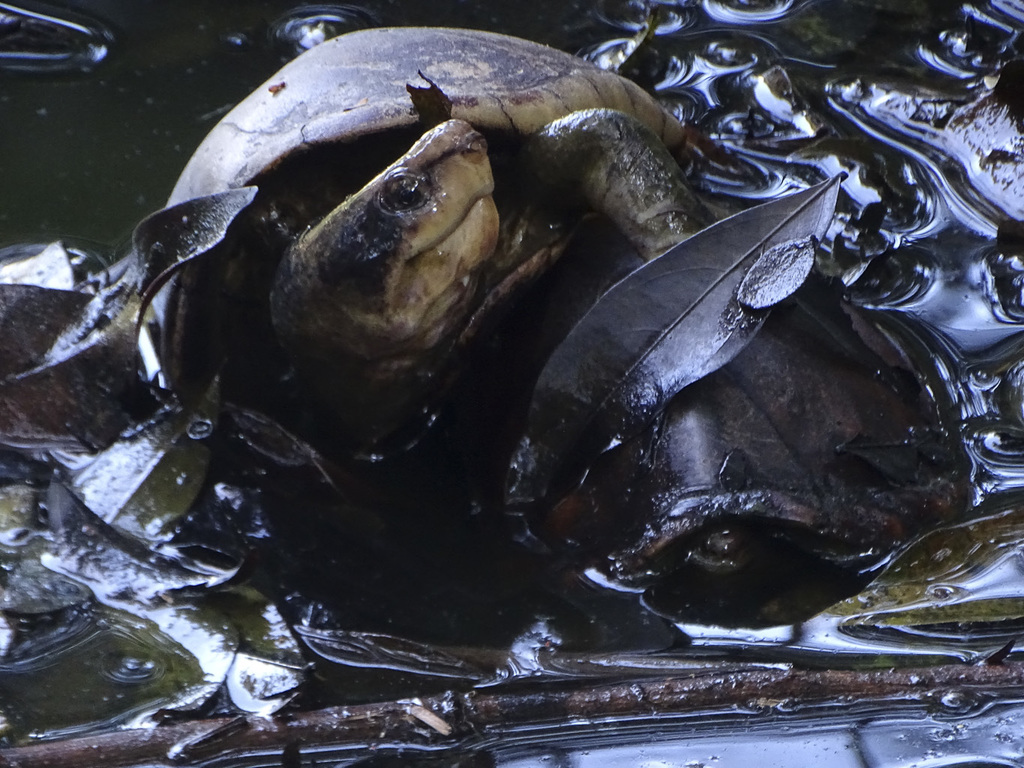 White-lipped Mud Turtle from Aranjuez, Medellín, Antioquia, Colombia on ...