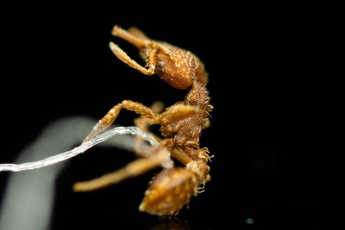 Strumigenys mixtaStrumigenys mixta