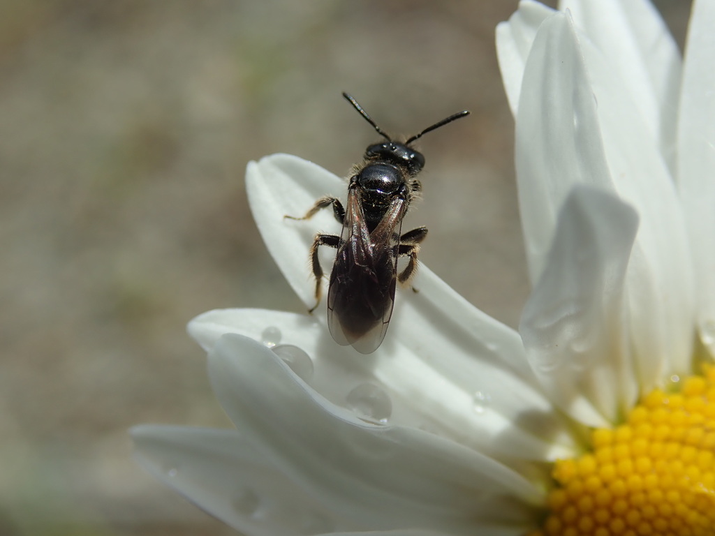 Black-tipped Miner Bee