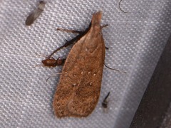 Dichomeris ventrellus