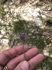 Dalea tenuis