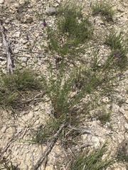 Dalea tenuis