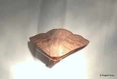 Eulepidotinae