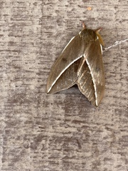 Automeris zephyria