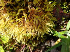 Brachythecium frigidum