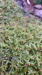 Entodon cladorrhizans