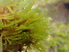 Brachythecium frigidum