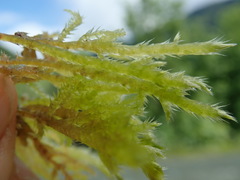 Brachythecium frigidum