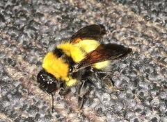 Bombus hortulanus