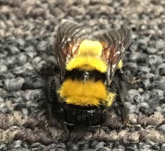 Bombus hortulanus