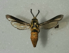 Paranthrene simulans