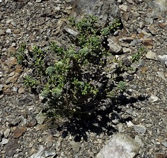 Olearia cymbifolia