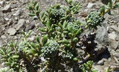 Olearia cymbifolia