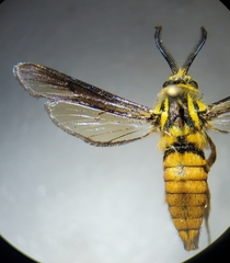 Paranthrene simulans