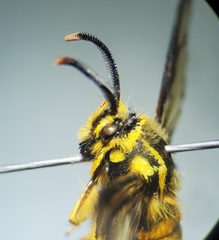 Paranthrene simulans