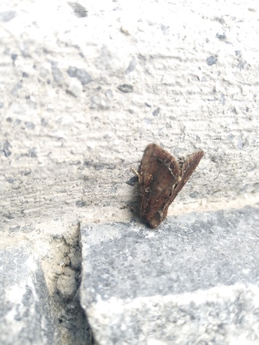 Photo of Bright-line Brown-eye (Lacanobia oleracea)
