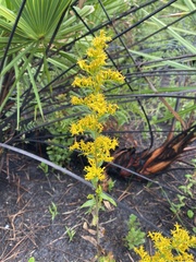 Solidago chapmanii image