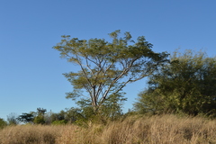 Enterolobium contortisiliquum