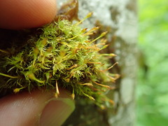 Ulota obtusiuscula