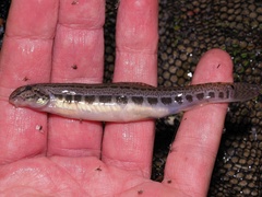 Cobitis taenia