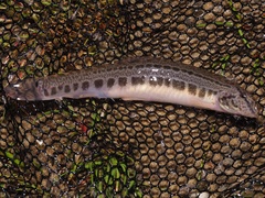 Cobitis taenia