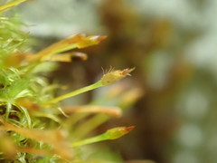 Ulota obtusiuscula