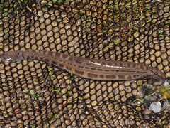 Cobitis taenia