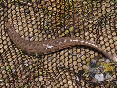 Cobitis taenia