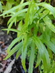 Palmerella debilis serrata