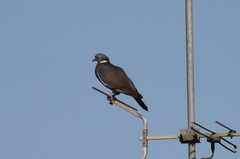 Columba palumbus