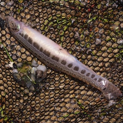 Cobitis taenia
