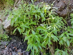 Palmerella debilis serrata