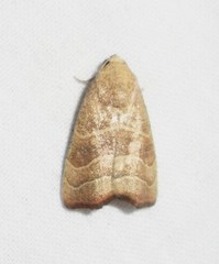 Bagisara repanda